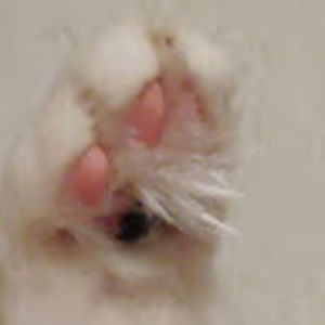 Meet your Posher, Delaney